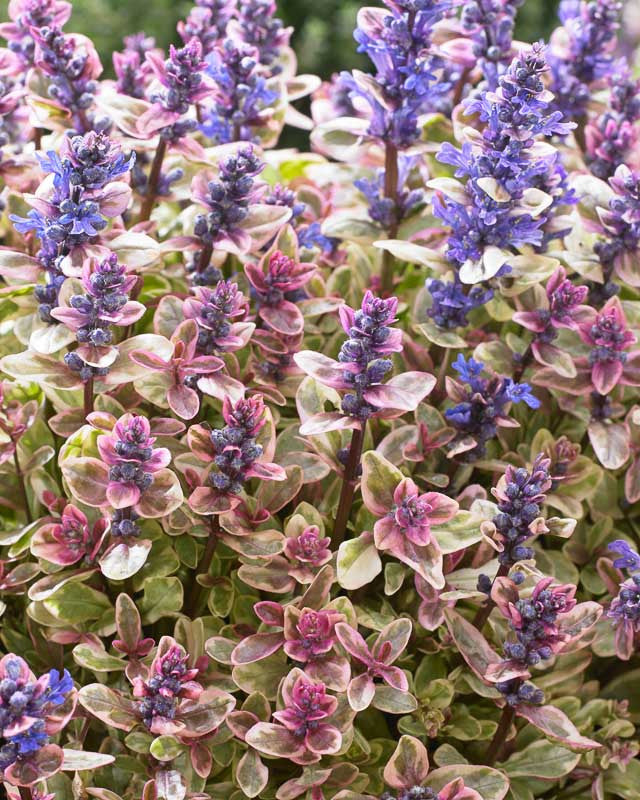 Bugleweed Princess Nadia