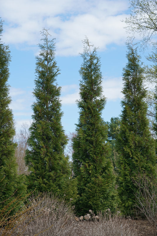 Full Speed a Hedge® Cedar