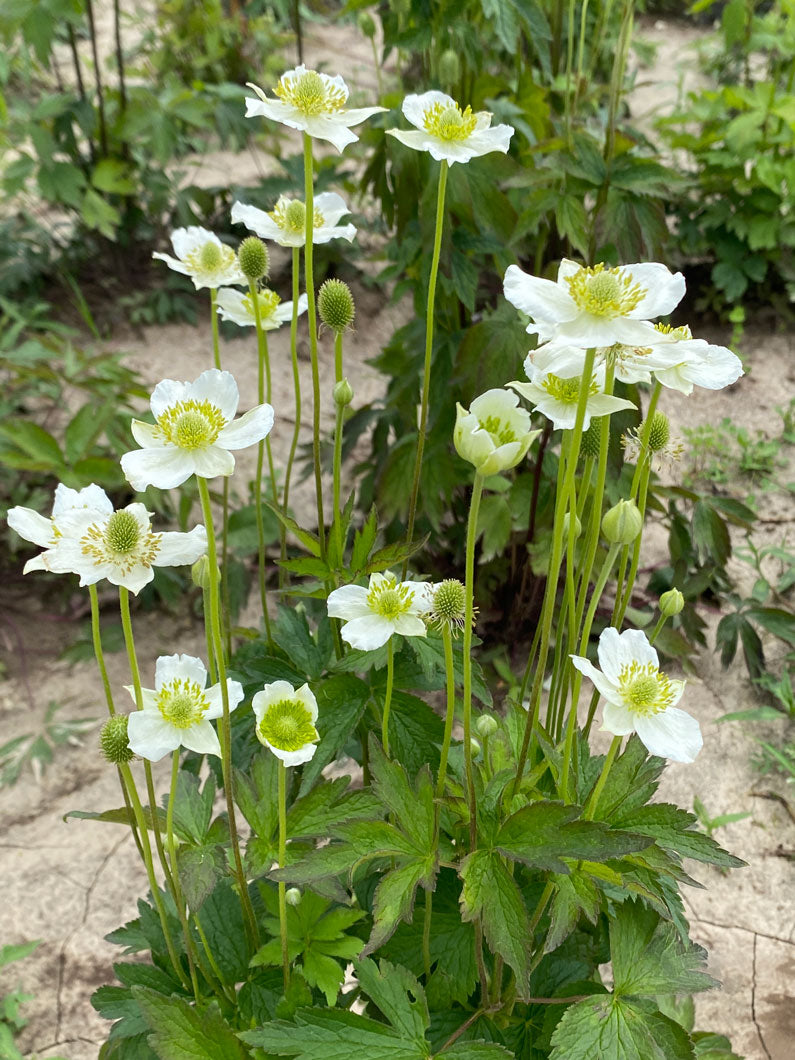 Thimbleweed