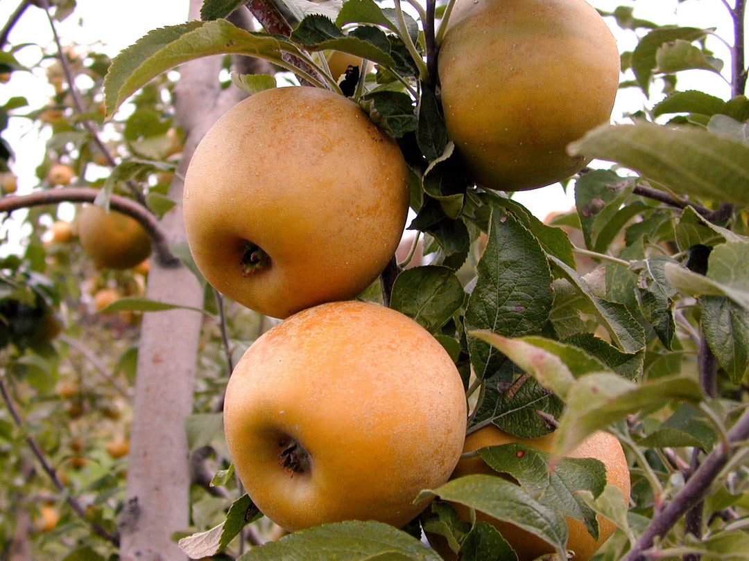 Golden Russet Apple