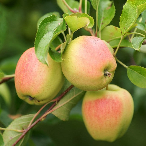 Smoothee Apple