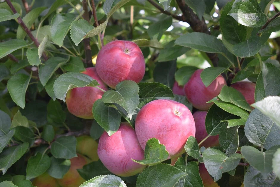 Spartan Apple