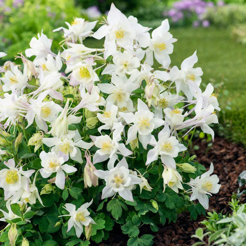 White Columbine