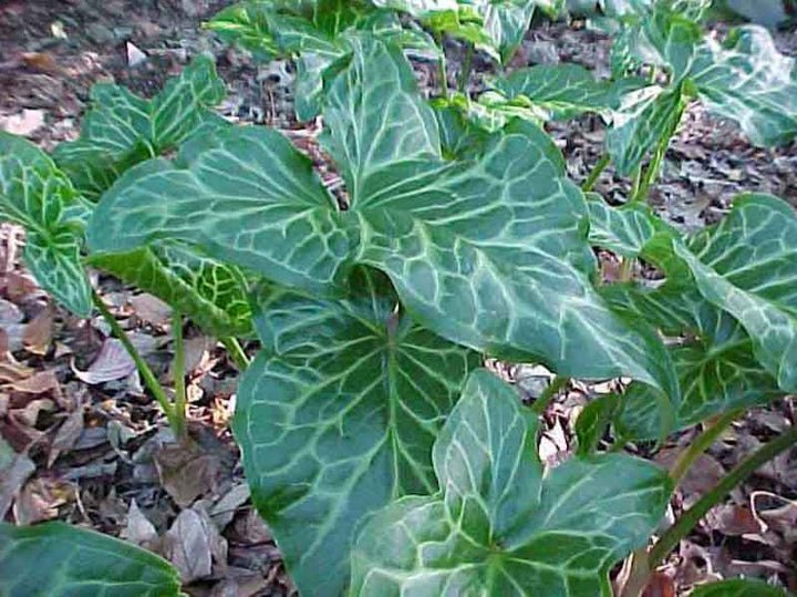 Italian Arum