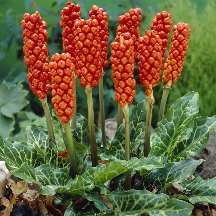 Italian Arum