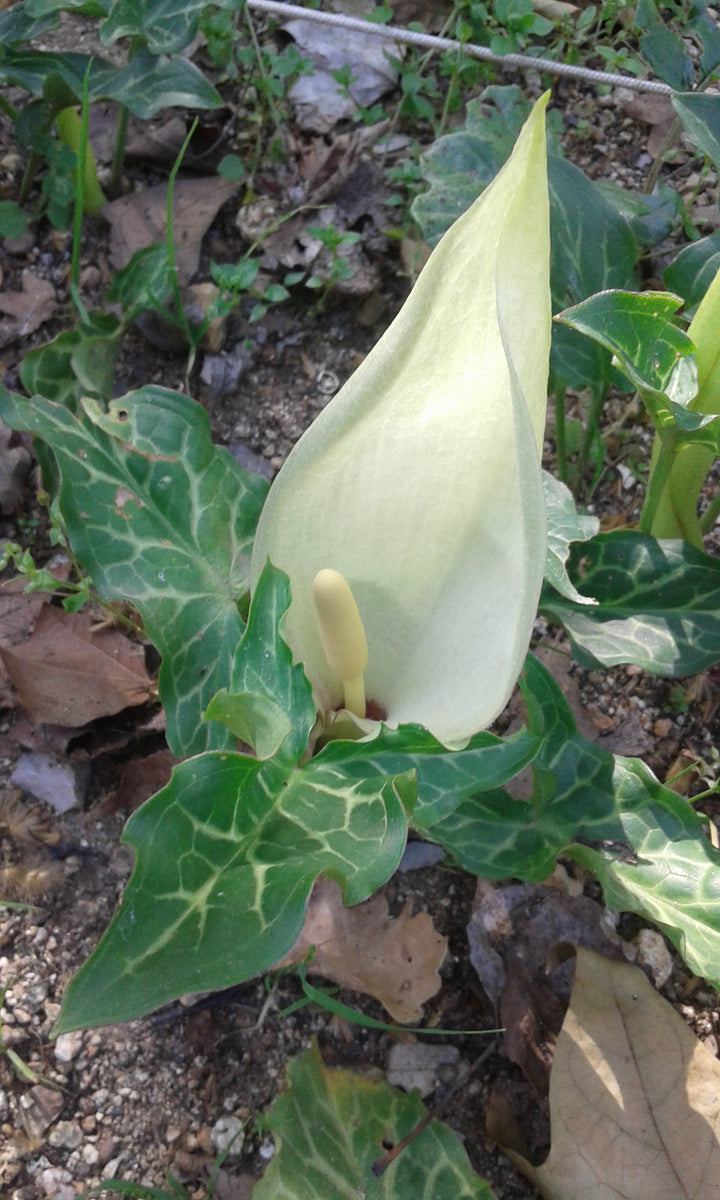 Italian Arum
