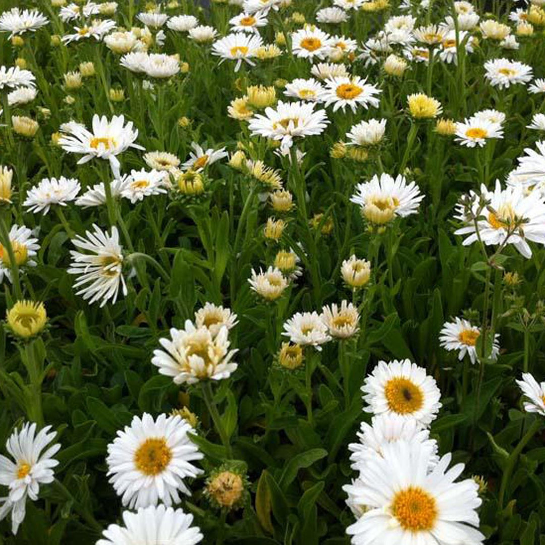 White Alpine Aster