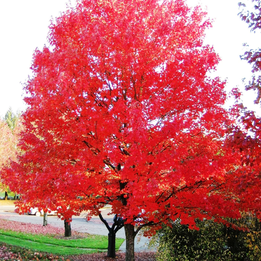 Autumn Blaze® Maple