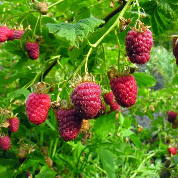 Autumn Britten Raspberry