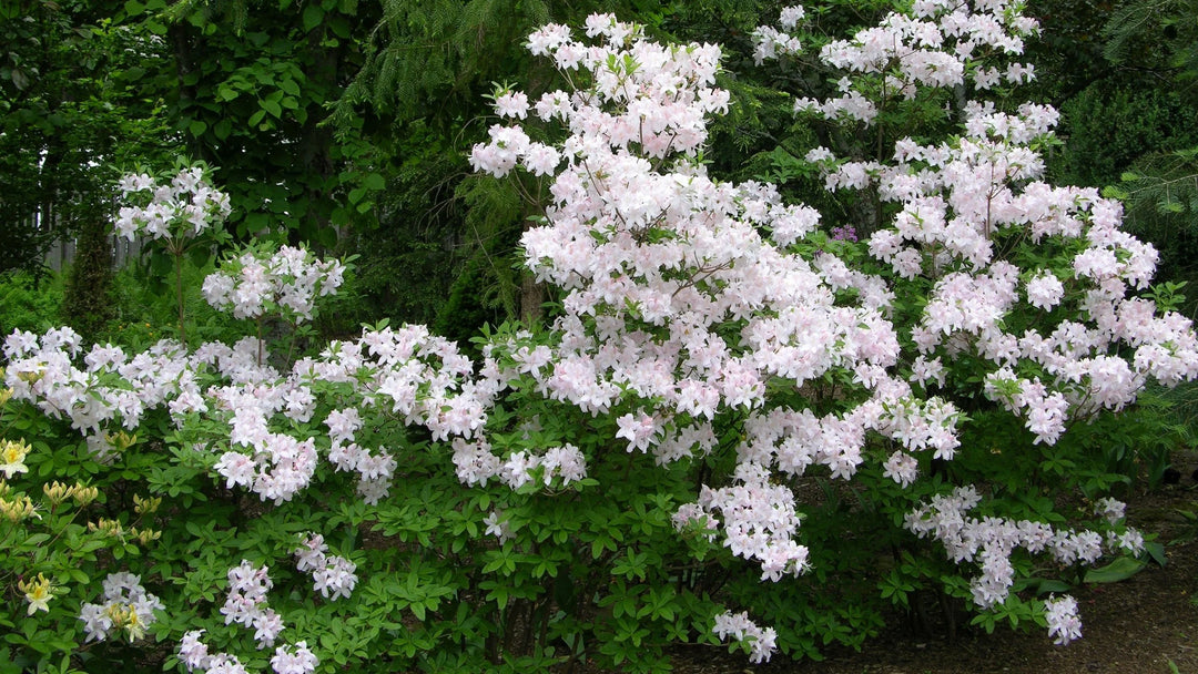 White Lights Azalea