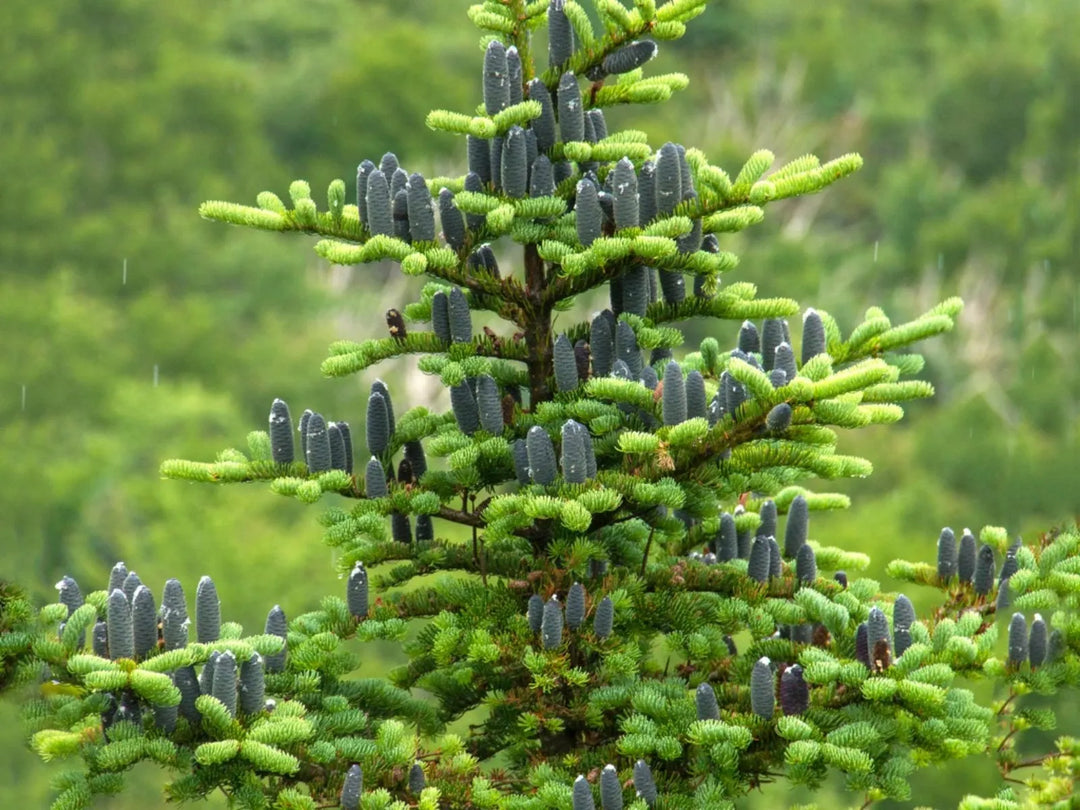 Balsam Fir