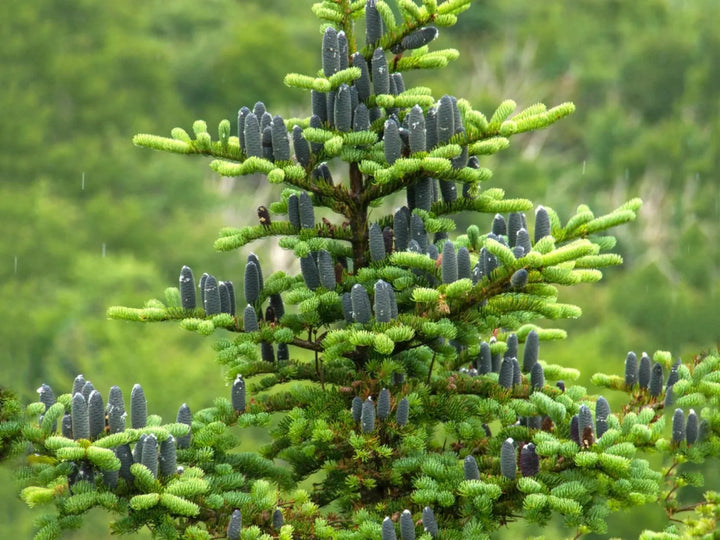 Balsam Fir