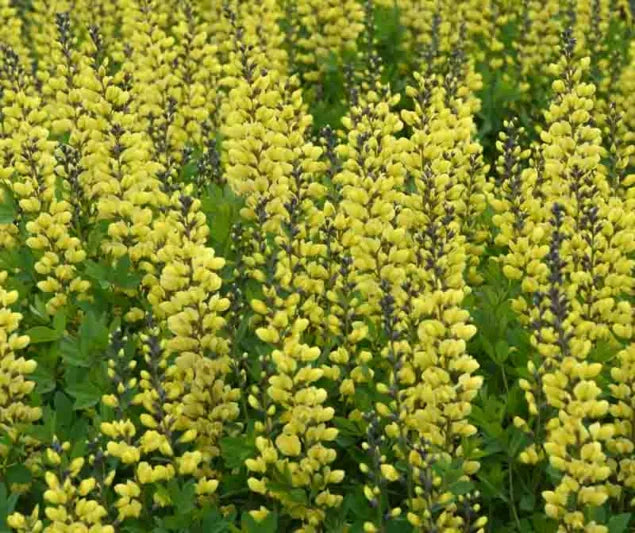 Lemon Meringue False Indigo