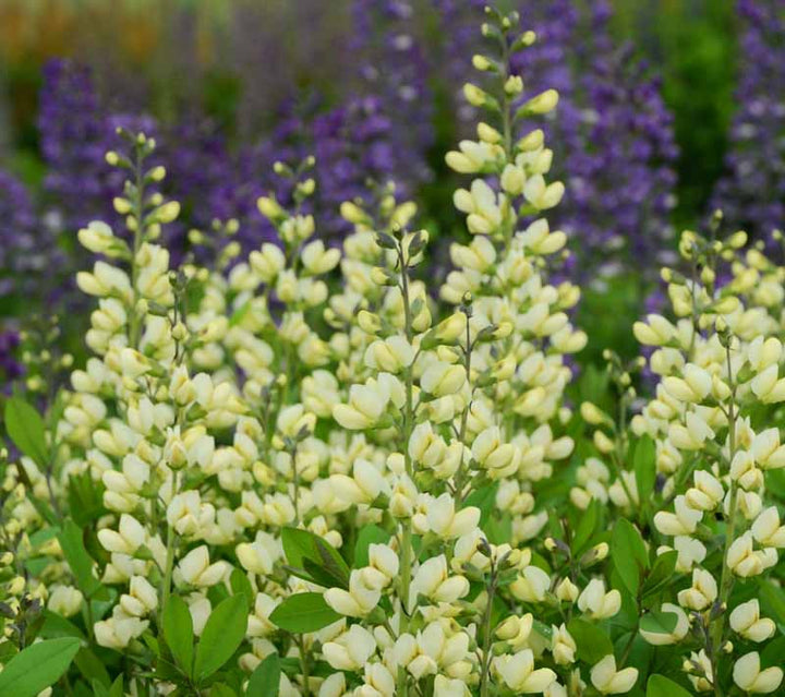 Vanilla Cream False Indigo