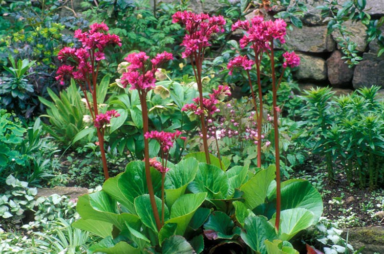 Heartleaf Bergenia, Bressingham Ruby Bergenia