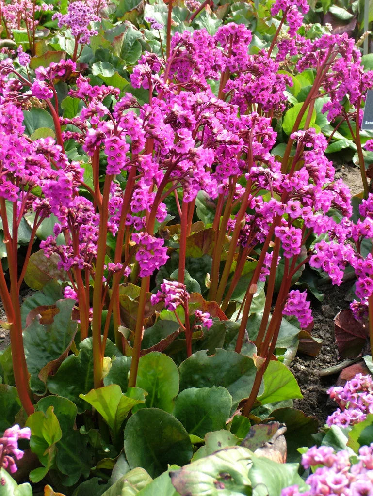 Eroica Heartleaf Bergenia, Pig-Squeak