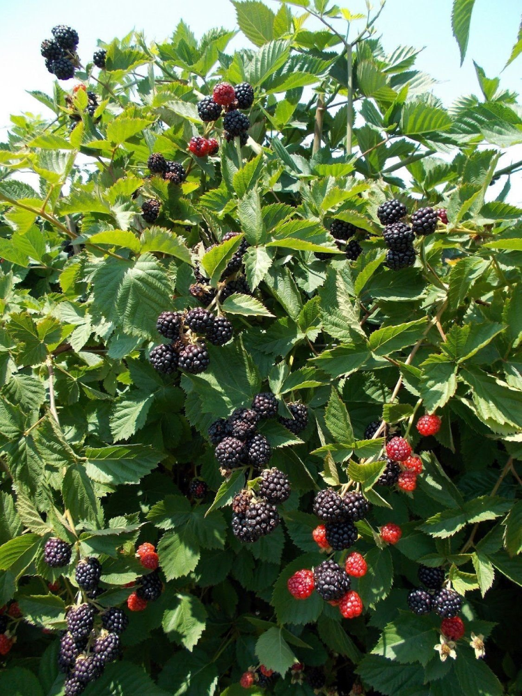 Thornless Blackberry