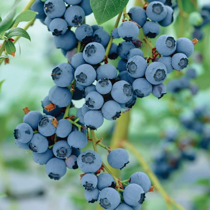 Chippewa Blueberry