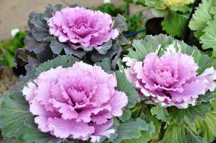 Ornamental Kale