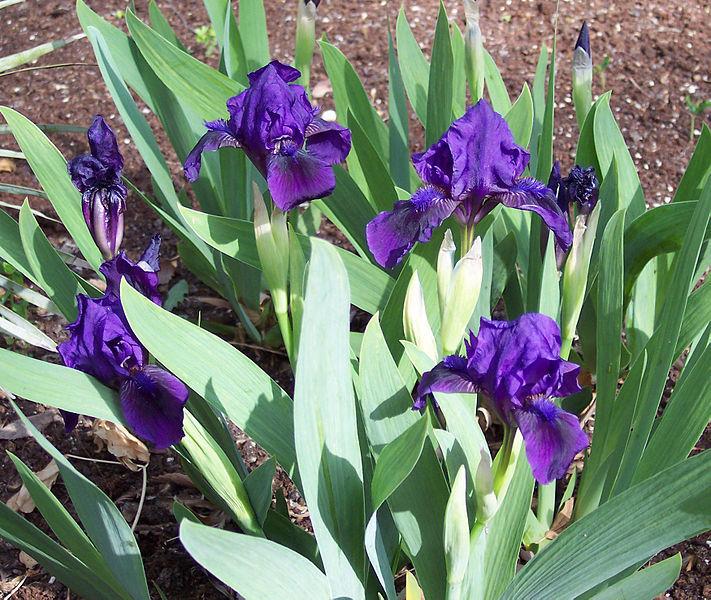 Little Shadow Standard Dwarf Bearded Iris