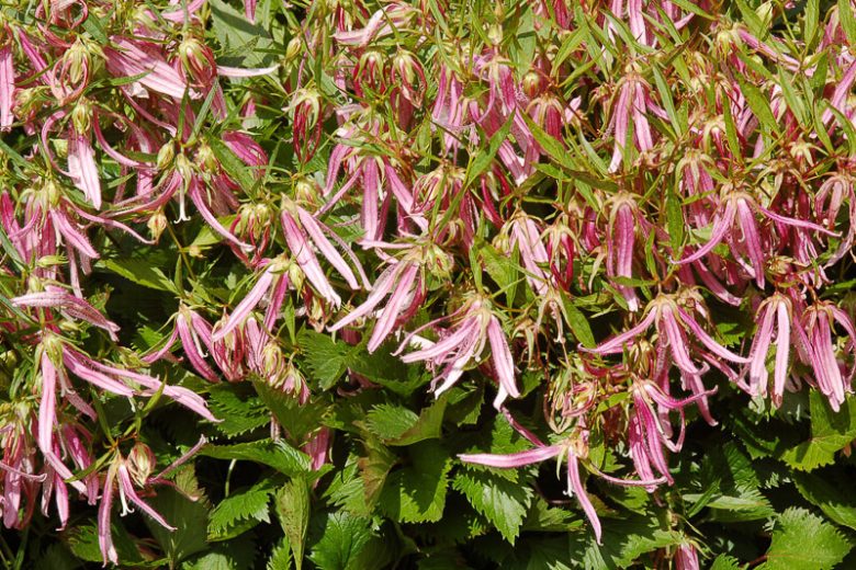 Pink Octopus Bellflower