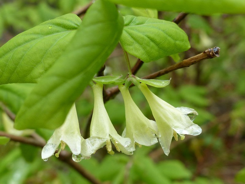 Canadian Fly Honeysuckle