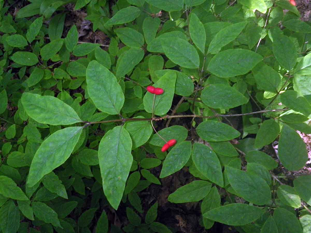 Canadian Fly Honeysuckle