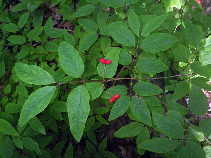 Canadian Fly Honeysuckle
