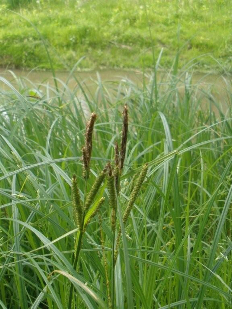 Water Sedge