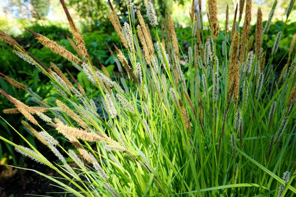 Tussock Sedge