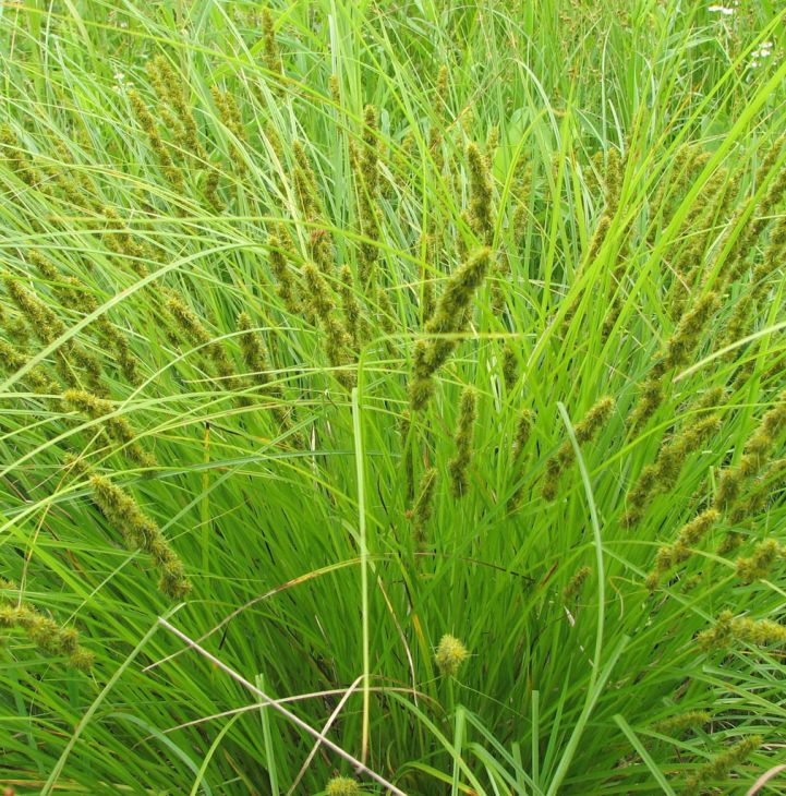Fox Sedge