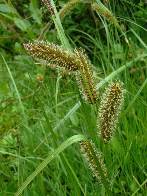 Water Sedge