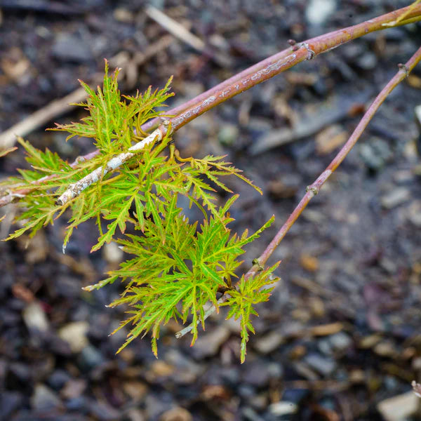 Cascadia Maple
