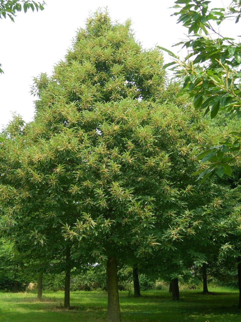 Sweet Chestnut