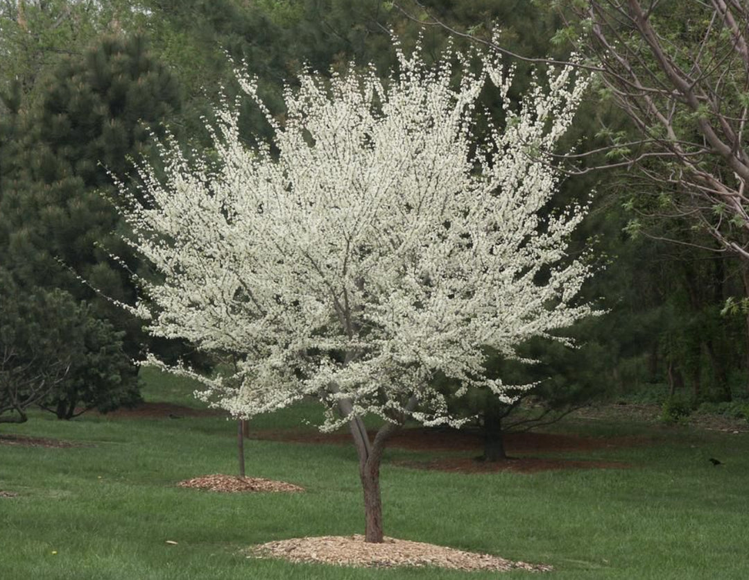 Royal White Redbud