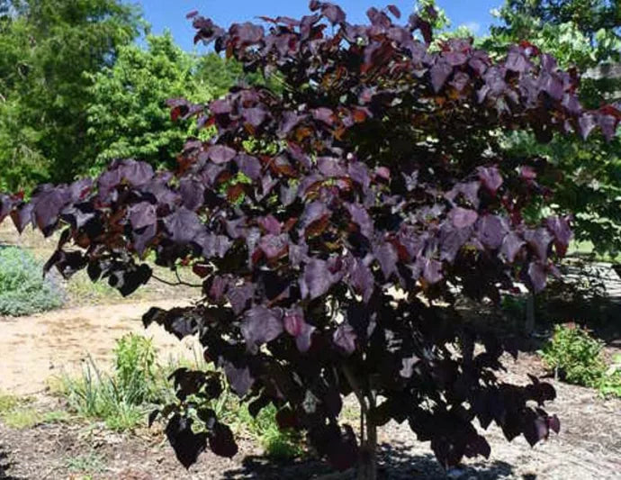 Black Pearl Redbud