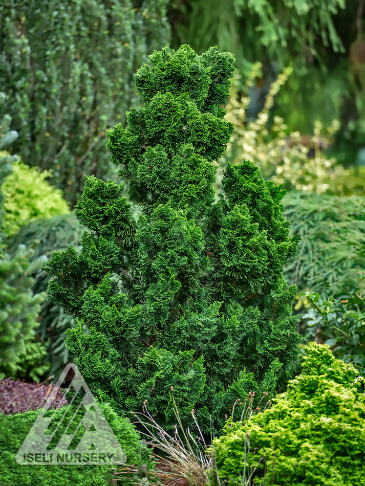 Rezek Hinoki Falsecypress