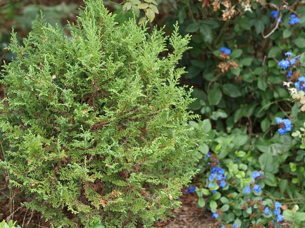 Atlantic White Cedar, White Cypress