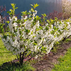 Cutie Pie Dwarf Sour Cherry