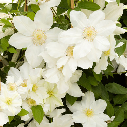 Toki Clematis