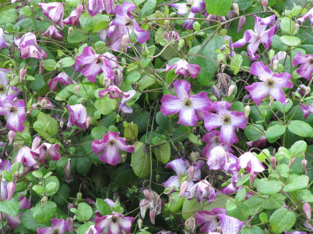 Vitcella Minuet Clematis