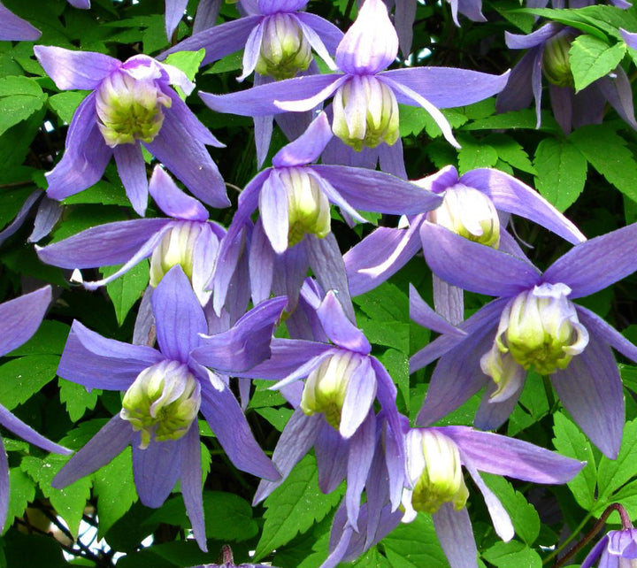 Frances Rivis Clematis