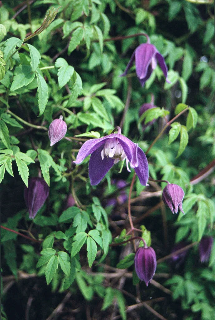 Frances Rivis Clematis