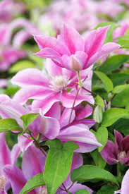 Poseidon Clematis