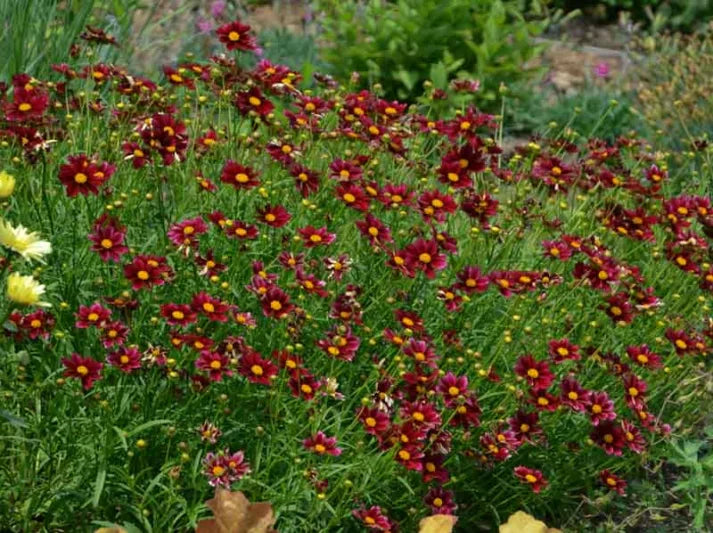 Mercury Rising Tickseed