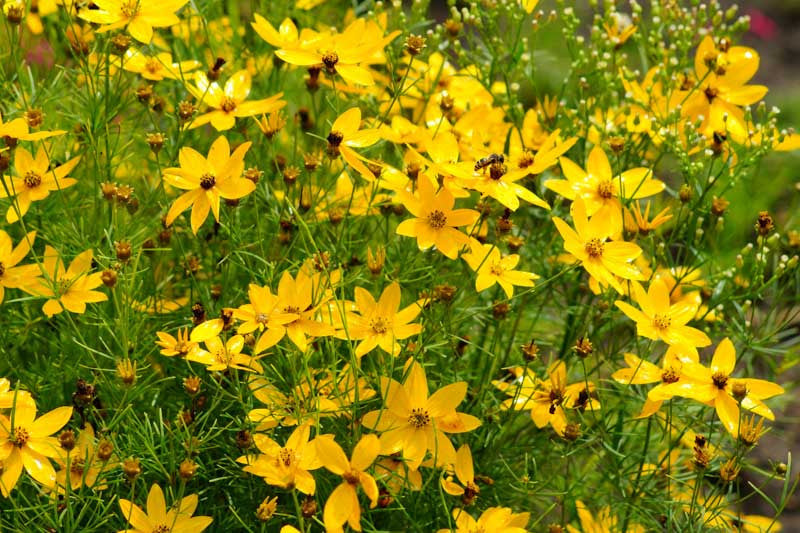 Threadleaf Coreopsis