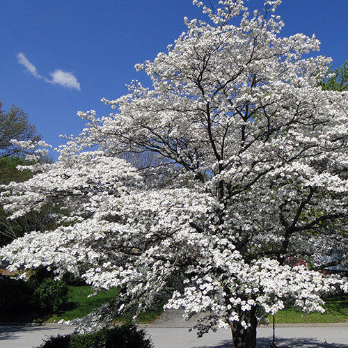 Super Princess Dogwood