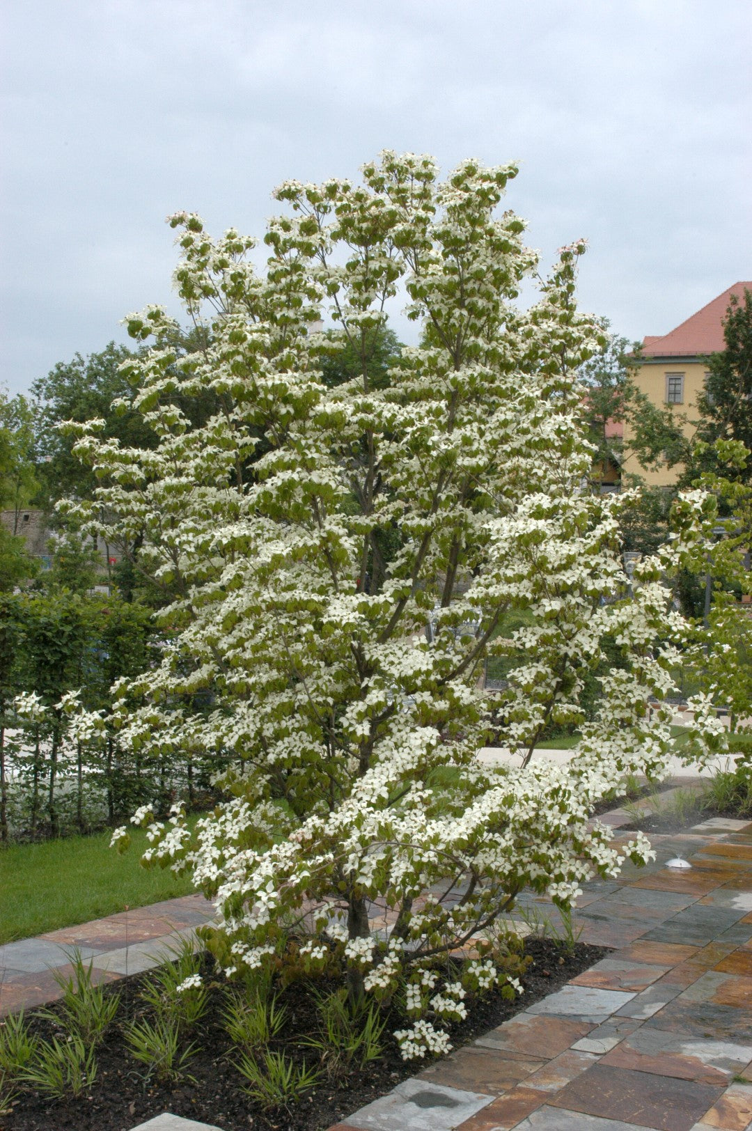 Chinese Flowering Dogwood