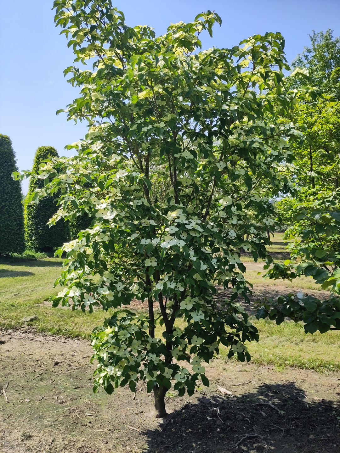 Starlight® Dogwood