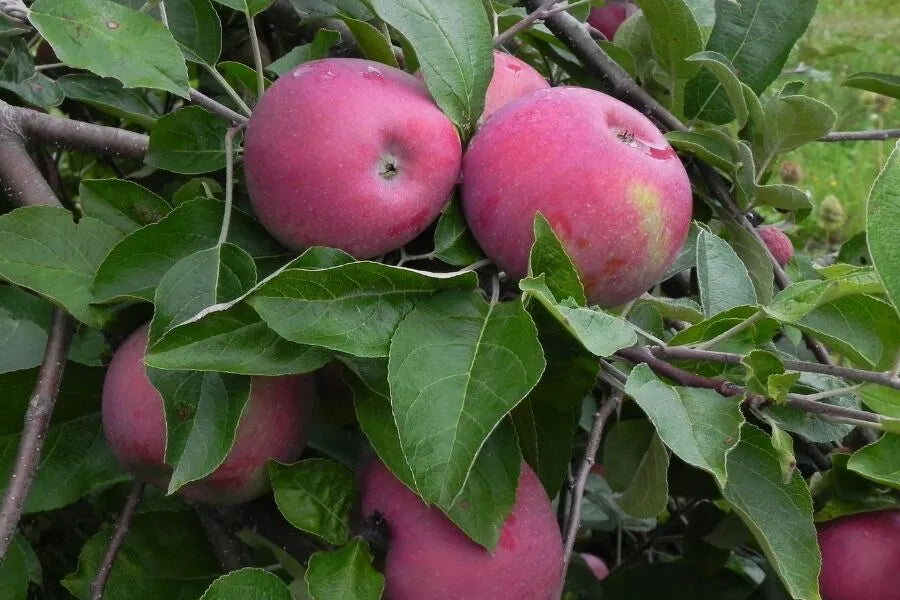 Cortland Apple